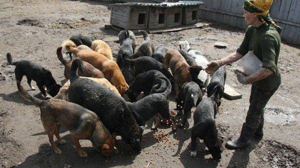 В Госдуме подготовили поправки в законопроект об обращении с животными